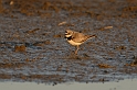 Little ringed plover